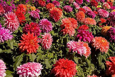 重铸系列荣光！野心之作《数码宝贝物语：时空异客》历经八年开发！